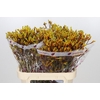 Anigozanthos Gold Fever