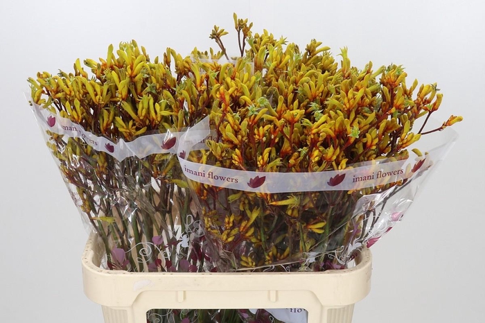 <h4>Anigozanthos Gold Fever</h4>