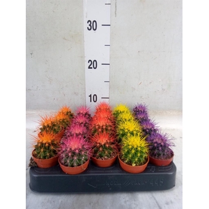 Echinocactus grusonii