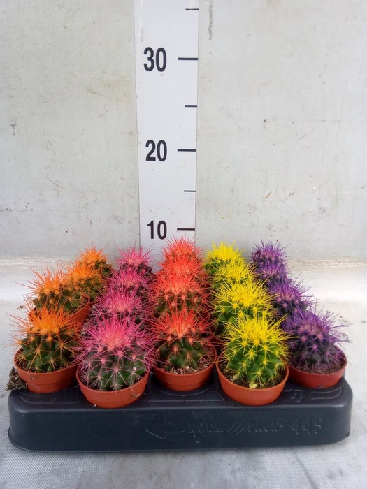 <h4>Echinocactus grusonii</h4>