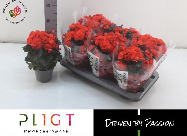 <h4>BEG DU MOCCA ORANGE</h4>