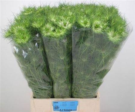 <h4>Nige D Green Dream</h4>