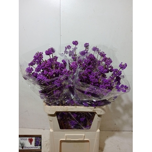 CALLICARPA BOD PROFU
