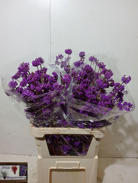 <h4>CALLICARPA BOD PROFU</h4>