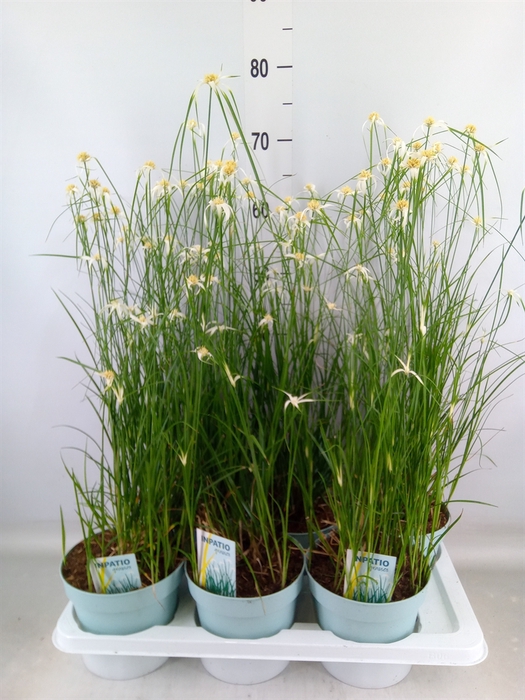 <h4>Rhynchospora colorata</h4>