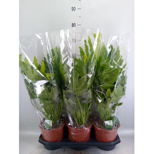 Philodendron   ...