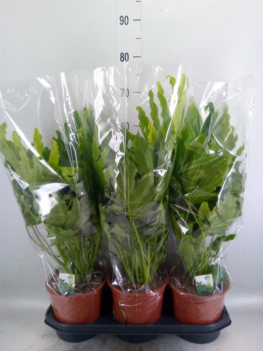 <h4>Philodendron   ...</h4>
