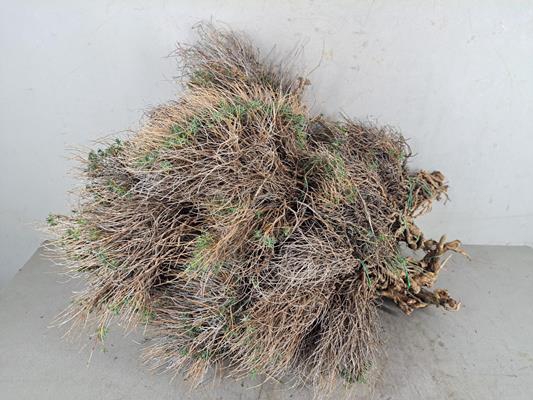 <h4>Euphorbia Spinosa 1 Kilo</h4>