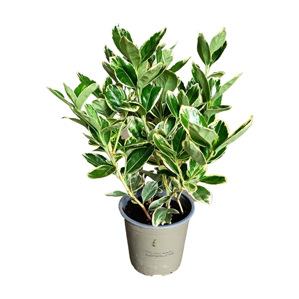 <h4>Euonymus Silver Queen</h4>