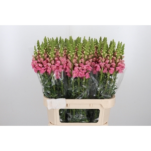 Antirrhinum Po Pink