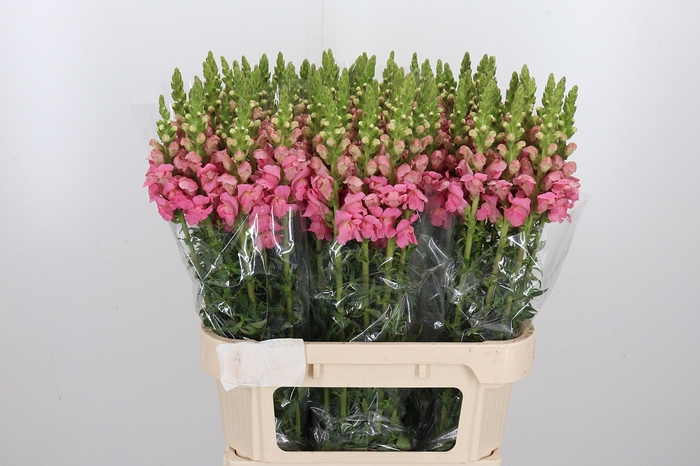<h4>Antirrhinum Po Pink</h4>