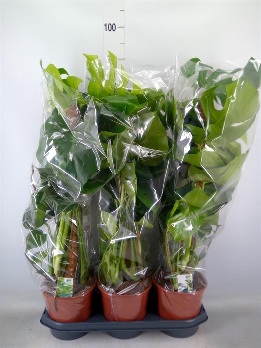 <h4>Monstera delic.</h4>