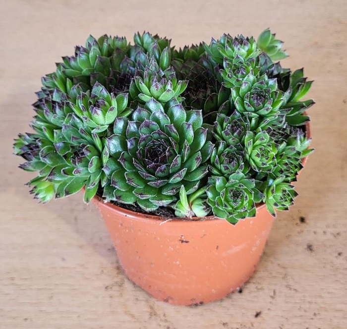 <h4>SEMPERVIVUM-HYBRID</h4>