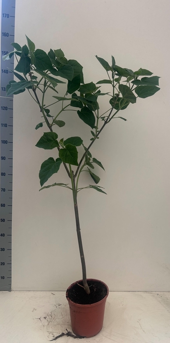 <h4>PAULOWNIA TOMENTOSA</h4>