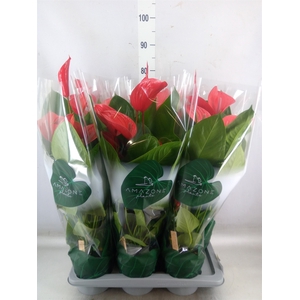 Anthurium andr. 'Melodia Ibis'