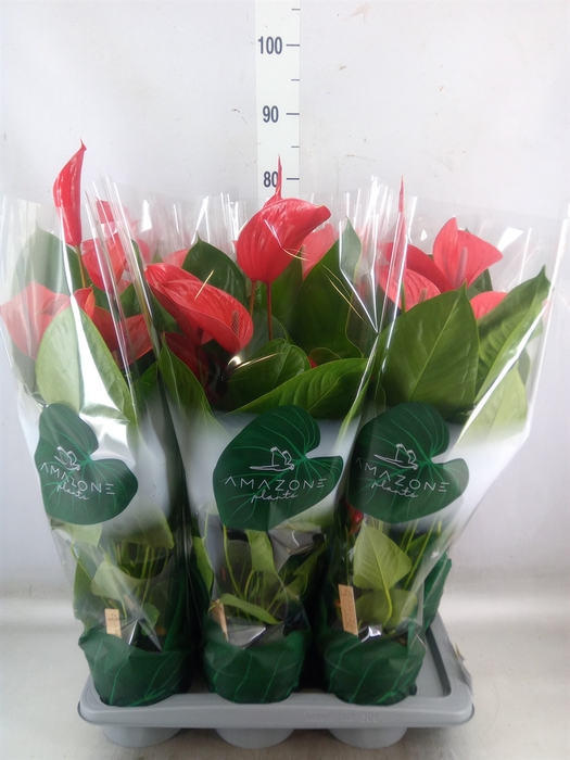 <h4>Anthurium andr. 'Melodia Ibis'</h4>