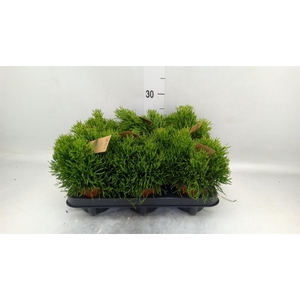 Rhipsalis   ...
