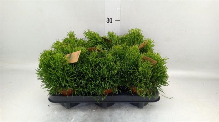 <h4>Rhipsalis   ...</h4>