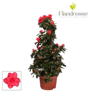 Azalea Flandresse® piramide 'rood' 65 cm