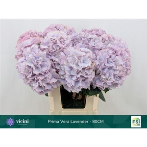 Hydr M My Primavera 80cm