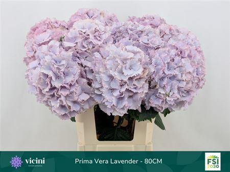 <h4>Hydr M My Primavera 80cm</h4>