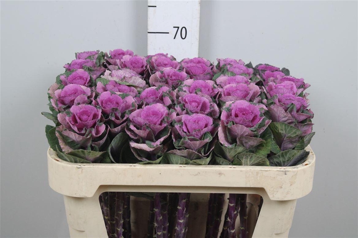 <h4>Brass Empire Olga</h4>