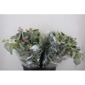 Euca Populus Berry Short 150gr P Bunch
