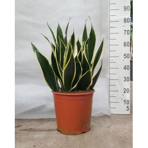 Sansevieria Black Gold