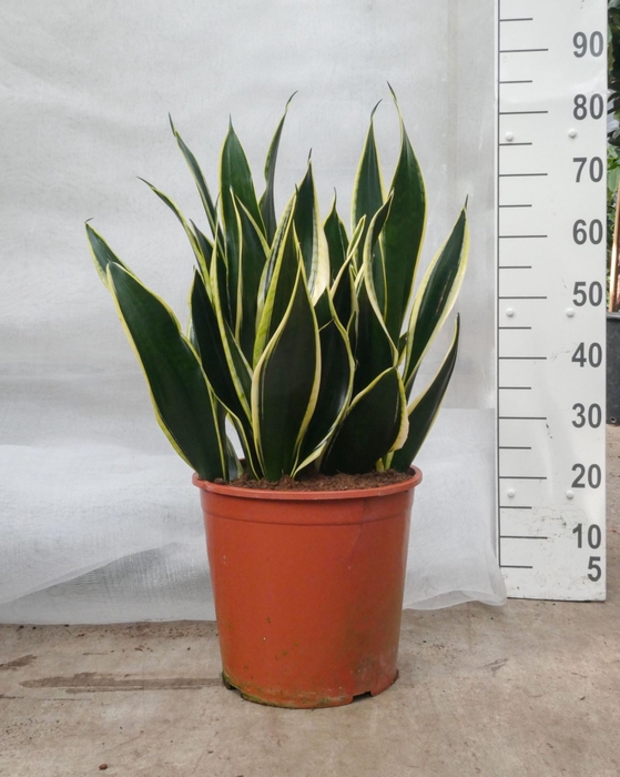 <h4>Sansevieria Black Gold</h4>