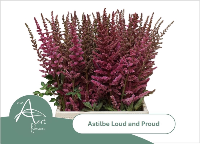 <h4>ASTIL LOUD AND PROUD ASTIL C LOUD N</h4>