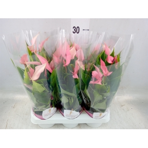 Anthurium andr. 'Lilli'