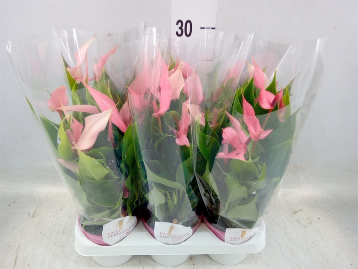 <h4>Anthurium andr. 'Lilli'</h4>