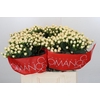 Hypericum Cool Romance