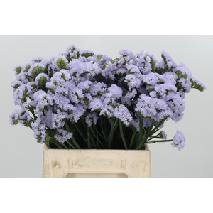 Limonium Donau Birds