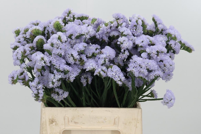 <h4>Limonium Donau Birds</h4>