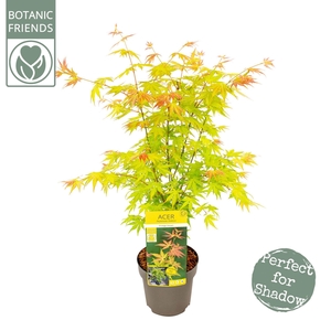 Acer palm. 'Orange Dream'