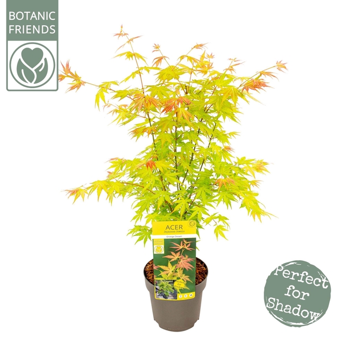 <h4>Acer palm. 'Orange Dream'</h4>