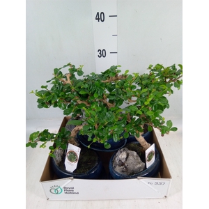 Bonsai   ...mix