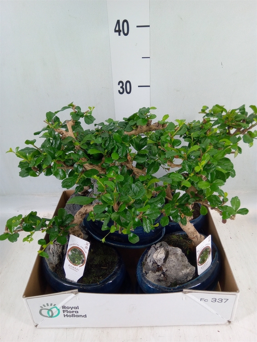 <h4>Bonsai   ...mix</h4>