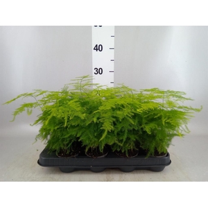 Asparagus setaceus
