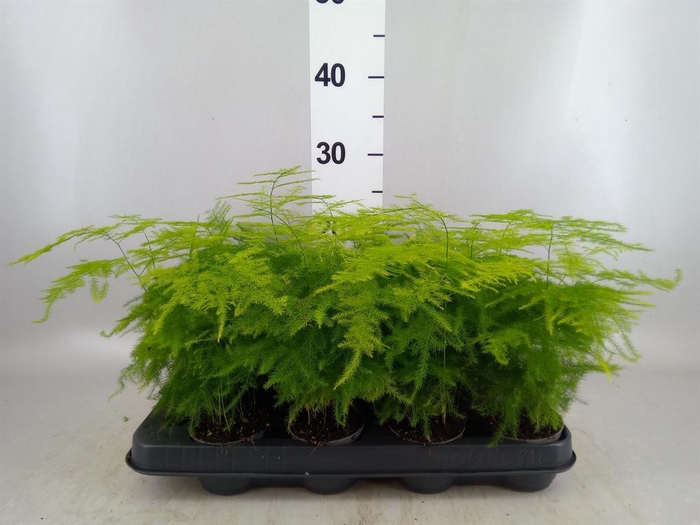 <h4>Asparagus setaceus</h4>