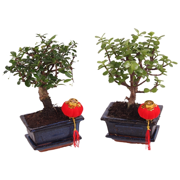 <h4>Bonsai Mixed in ø12cm Ceramic with Saucer</h4>