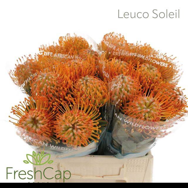 <h4>LEUCO SOLEIL</h4>