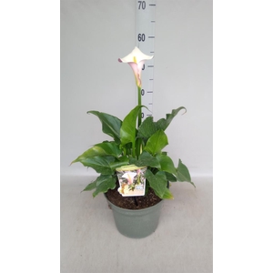 Zantedeschia aeth. 'Crowborough'