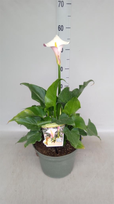 <h4>Zantedeschia aeth. 'Crowborough'</h4>