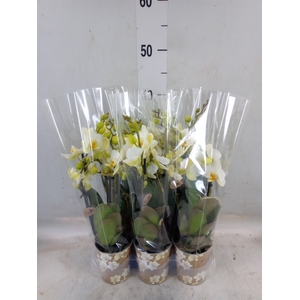 Phalaenopsis multi. 'Ant Lausanne'