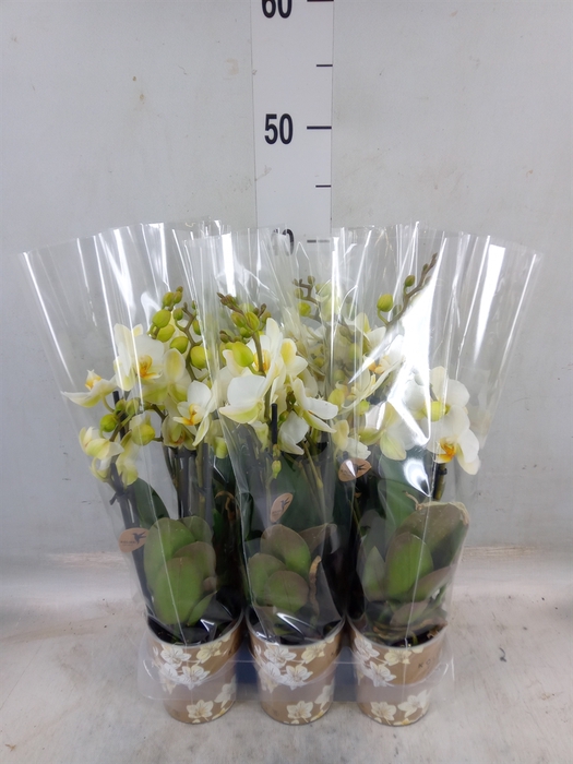 <h4>Phalaenopsis multi. 'Ant Lausanne'</h4>