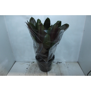 BROMELIA IMPERIAL P27 VERDE/VERMELHO