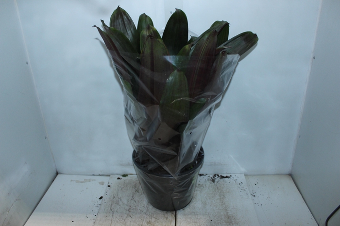 <h4>BROMELIA IMPERIAL P27 VERDE/VERMELHO</h4>