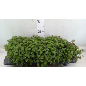 Callisia repens